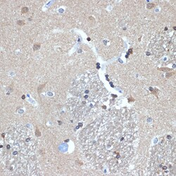 Invitrogen RANBP9 Recombinant Rabbit Monoclonal Antibody (4P10V6) 100 &mu;L;