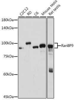 Invitrogen RANBP9 Recombinant Rabbit Monoclonal Antibody (4P10V6) 100 &mu;L;