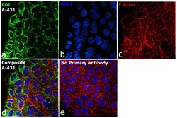 Invitrogen PDI Recombinant Rabbit Monoclonal Antibody (10U5D5) 100 &mu;L;