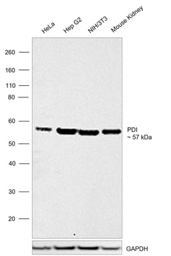 Invitrogen PDI Recombinant Rabbit Monoclonal Antibody (10U5D5) 100 &mu;L;