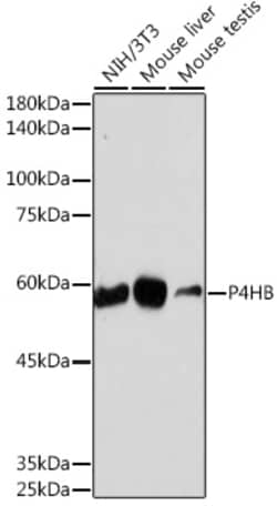 Invitrogen PDI Recombinant Rabbit Monoclonal Antibody (10U5D5) 100 &mu;L;
