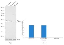 Invitrogen PDI Recombinant Rabbit Monoclonal Antibody (10U5D5) 100 &mu;L;
