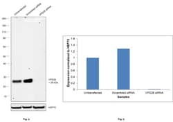 Invitrogen VPS28 Recombinant Rabbit Monoclonal Antibody (4F8M0) 100 &mu;L | Buy Online | Invitrogen&trade; | Fisher Scientific