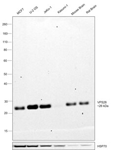 Invitrogen VPS28 Recombinant Rabbit Monoclonal Antibody (4F8M0) 100 &mu;L | Buy Online | Invitrogen&trade; | Fisher Scientific