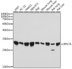 Invitrogen RPL7A Recombinant Rabbit Monoclonal Antibody (4I8Y6) 100 &mu;L;