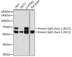 Invitrogen KLC1 Recombinant Rabbit Monoclonal Antibody (5C3P5) 100 &mu;L;