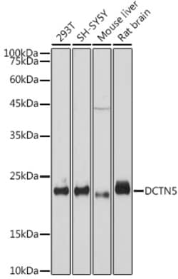 Invitrogen DCTN5 Recombinant Rabbit Monoclonal Antibody (9W2S4) 100 &mu;L;
