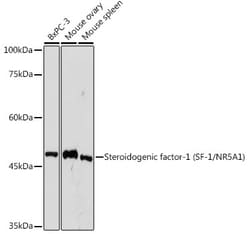 Invitrogen NR5A1 Recombinant Rabbit Monoclonal Antibody (3G7Z3) 100 &mu;L;