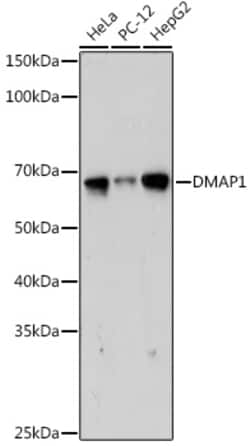 Invitrogen DMAP1 Recombinant Rabbit Monoclonal Antibody (5Z8C8) 100 &mu;L;