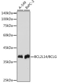 BCL2L14 Recombinant Rabbit Monoclonal Antibody (ARC2474), Invitrogen 100