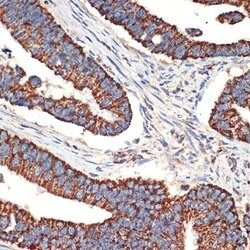 BCL2L14 Recombinant Rabbit Monoclonal Antibody (ARC2474), Invitrogen 100