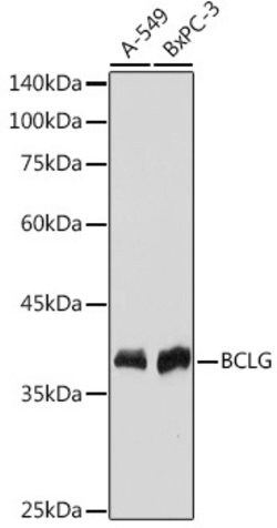 BCL2L14 Recombinant Rabbit Monoclonal Antibody (ARC2474), Invitrogen 100