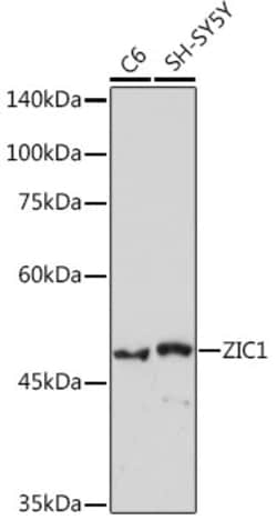 Invitrogen ZIC1 Recombinant Rabbit Monoclonal Antibody (6B5O9) 100 &mu;L;