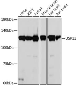 Invitrogen USP11 Recombinant Rabbit Monoclonal Antibody (8I1K10) 100 &mu;L;