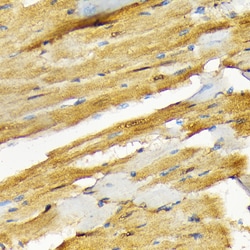 Invitrogen COPS3 Recombinant Rabbit Monoclonal Antibody (7V1L8) 100 &mu;L;