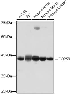 Invitrogen COPS3 Recombinant Rabbit Monoclonal Antibody (7V1L8) 100 &mu;L;