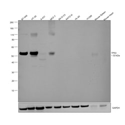 Invitrogen p53 Recombinant Rabbit Monoclonal Antibody (9D6F7) 100 &mu;L | Buy Online | Invitrogen&trade; | Fisher Scientific