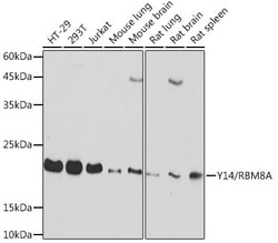 Invitrogen RBM8A Recombinant Rabbit Monoclonal Antibody (5K5E6) 100 &mu;L:Antibodies,