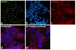 Invitrogen TGN46 Recombinant Rabbit Monoclonal Antibody (9G5X6) 100 &mu;L;