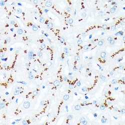 Invitrogen TGN46 Recombinant Rabbit Monoclonal Antibody (9G5X6) 100 &mu;L;