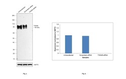 Invitrogen TGN46 Recombinant Rabbit Monoclonal Antibody (9G5X6) 100 &mu;L;
