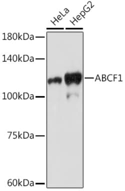 Invitrogen ABCF1 Recombinant Rabbit Monoclonal Antibody (4P9V8) 100 &mu;L;