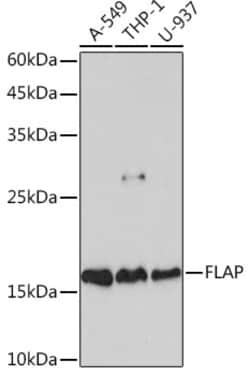 Invitrogen FLAP Recombinant Rabbit Monoclonal Antibody (2S7Z0) 100 &mu;L;