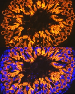 Invitrogen CLGN Recombinant Rabbit Monoclonal Antibody (8R8M1) 100 &mu;L:Antibodies,