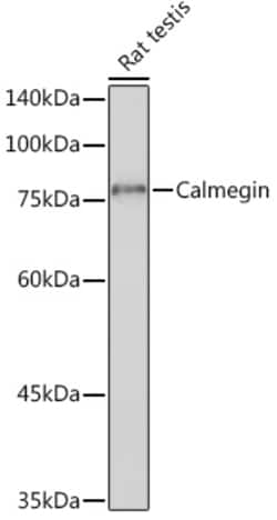 Invitrogen CLGN Recombinant Rabbit Monoclonal Antibody (8R8M1) 100 &mu;L:Antibodies,