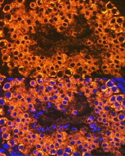 Invitrogen CLGN Recombinant Rabbit Monoclonal Antibody (6U8D7) 100 &mu;L:Antibodies,