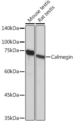 Invitrogen CLGN Recombinant Rabbit Monoclonal Antibody (6U8D7) 100 &mu;L:Antibodies,