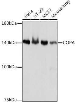 Invitrogen alpha COP Recombinant Rabbit Monoclonal Antibody (3W6Y6) 100