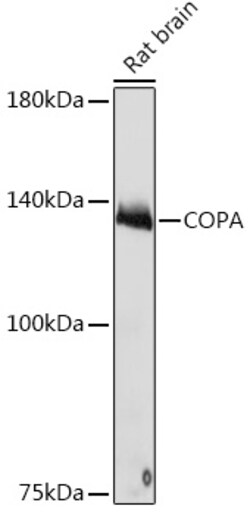 Invitrogen alpha COP Recombinant Rabbit Monoclonal Antibody (3W6Y6) 100