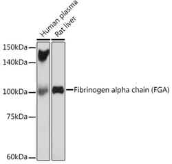 Invitrogen Fibrinogen alpha chain Recombinant Rabbit Monoclonal Antibody