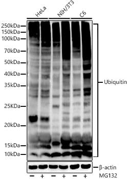 Invitrogen Ubiquitin Recombinant Rabbit Monoclonal Antibody (5J3V7) 100