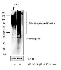 Invitrogen Ubiquitin Recombinant Rabbit Monoclonal Antibody (5J3V7) 100