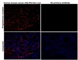 Invitrogen Progesterone Receptor Recombinant Rabbit Monoclonal Antibody