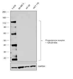 Invitrogen Progesterone Receptor Recombinant Rabbit Monoclonal Antibody