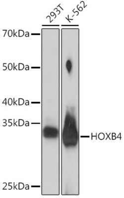 Invitrogen HOXB4 Recombinant Rabbit Monoclonal Antibody (6M4G5) 100 &mu;L;