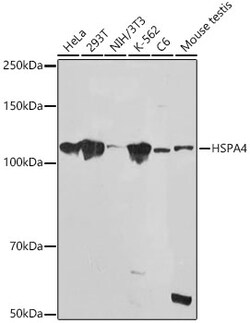 Invitrogen HSPA4 Recombinant Rabbit Monoclonal Antibody (10A9C5) 100 &mu;L;