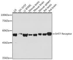 Invitrogen HTR7 Recombinant Rabbit Monoclonal Antibody (4E6D2) 100 &mu;L | Buy Online | Invitrogen&trade; | Fisher Scientific