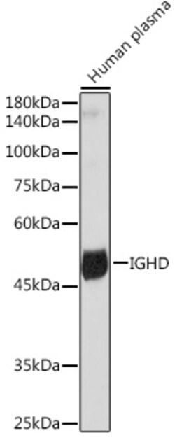 Invitrogen Human IgD Recombinant Rabbit Monoclonal Antibody (5M8U3) 100