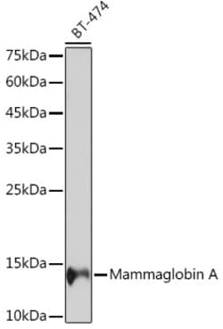 Invitrogen Mammaglobin A Recombinant Rabbit Monoclonal Antibody (3V10X9)