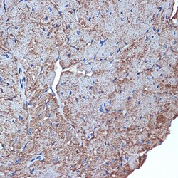 Invitrogen Cdc42EP1 Recombinant Rabbit Monoclonal Antibody (4P7S6) 100