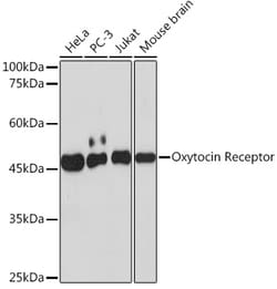 Invitrogen Oxytocin Receptor Recombinant Rabbit Monoclonal Antibody (7X8B8)