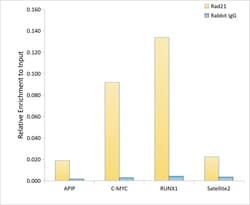 Invitrogen RAD21 Recombinant Rabbit Monoclonal Antibody (9H0H6) 100 &mu;L;