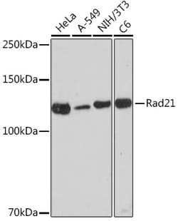 Invitrogen RAD21 Recombinant Rabbit Monoclonal Antibody (9H0H6) 100 &mu;L;