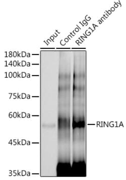 Invitrogen RING1 Recombinant Rabbit Monoclonal Antibody (2Q8D5) 100 &mu;L;