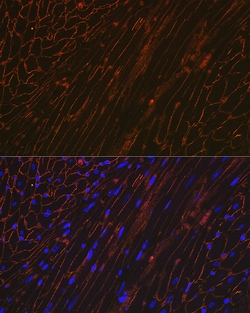 Invitrogen Alpha Sarcoglycan Recombinant Rabbit Monoclonal Antibody (3W3Q10)