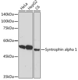 Syntrophin alpha-1 Recombinant Rabbit Monoclonal Antibody (3B10G10), Invitrogen